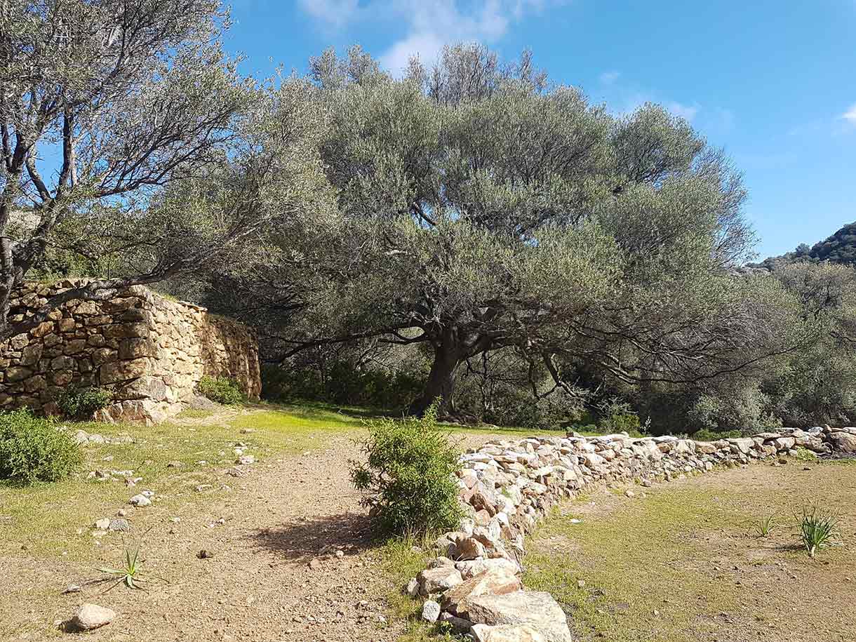 COMMUNICATION ANIMALE